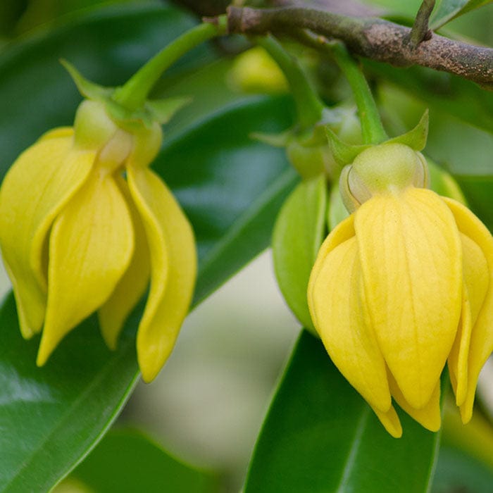 ylang-ylang-essential-oil-700x700_19b8cc30-5f7d-4fdc-b638-b7964b108bfb.jpg